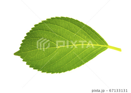 6枚葉の写真素材 - PIXTA
