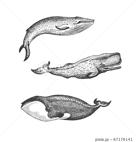 Whale Illustrations