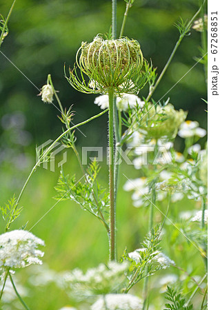 野良人参の花の写真素材