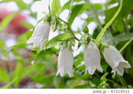 ホタルブクロ 花 白 山野草の写真素材