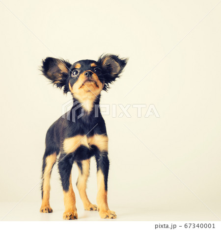 トイテリア チワワの写真素材