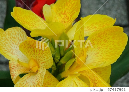 カンナ 蕾 花 球根植物の写真素材