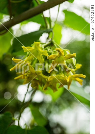 花 植物 イエライシャン 夜来香の写真素材