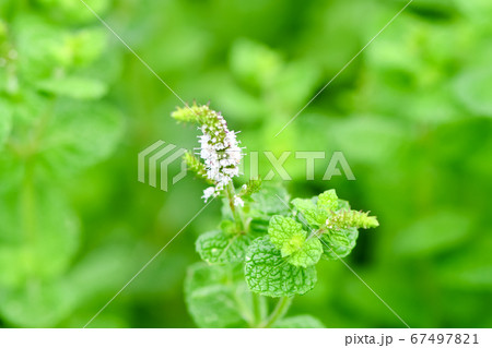 ミントグリーン 花の写真素材
