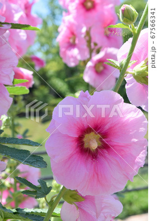 タチアオイの花 たちあおい タチアオイ 立ち葵の写真素材