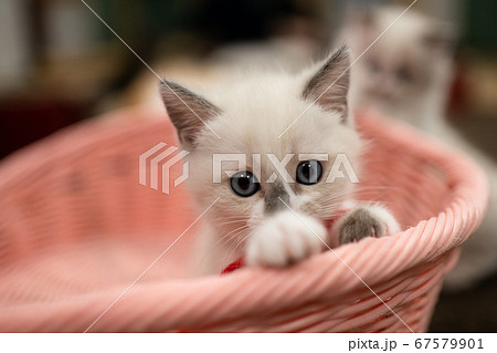 子猫 マンチカン かわいいの写真素材