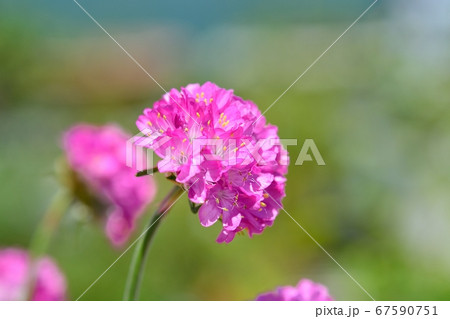 丸い ピンク 花 ピンクの丸い花の写真素材