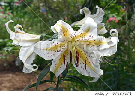 ユリの花粉の写真素材