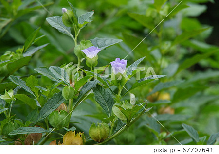 千成ほおずき 植物の写真素材