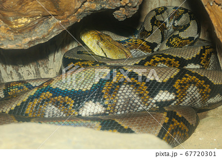 インドニシキヘビの写真素材