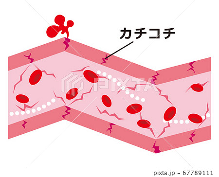 血管のイラスト素材