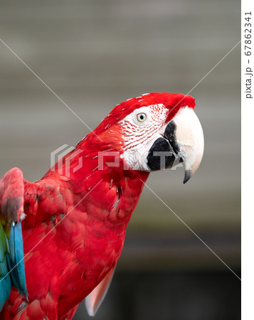 赤いオウムの写真素材