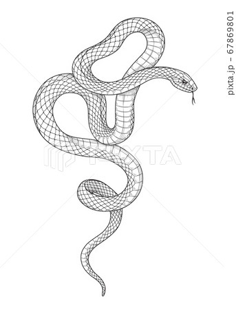白黒 蛇のイラスト素材 Pixta