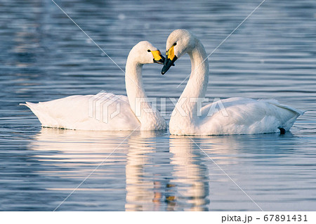 白鳥の湖の写真素材