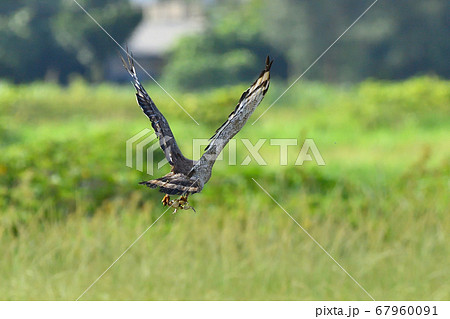 鷹 後姿 鳥 猛禽類の写真素材