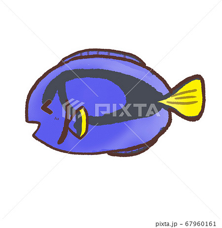 ナンヨウハギのイラスト素材