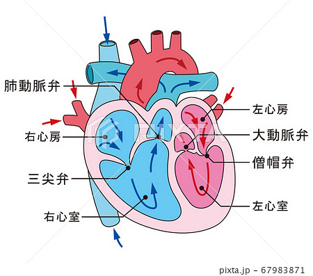 血液の流れのイラスト素材