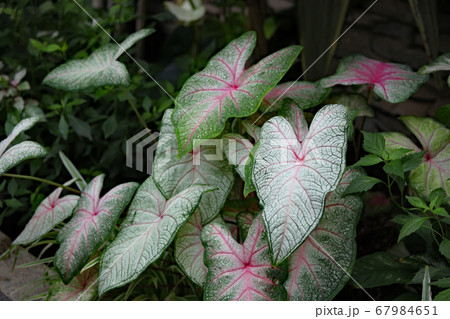 カラディウム 観葉植物 植物 サトイモ科の写真素材