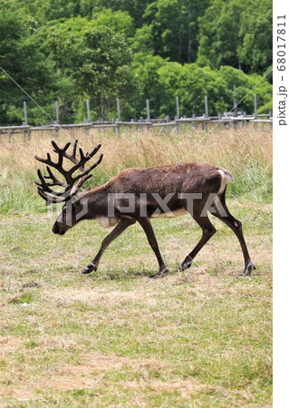 ほろのべトナカイ観光牧場の写真素材