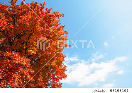 紅葉 プラタナス 秋 木の写真素材