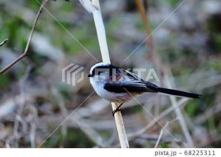 コガラ 小鳥 シジュウカラ科 白黒の写真素材