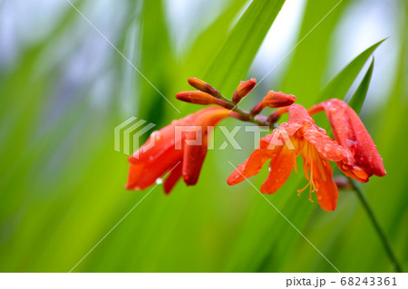 クロコスミア花の写真素材 Pixta