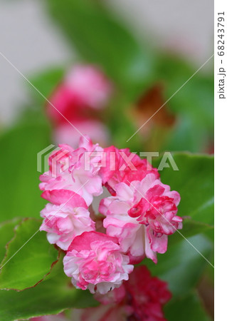 花 宿根草 ベゴニア 植物 多年草 四季咲きベゴニアの写真素材