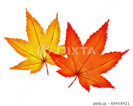 葉っぱ 秋 落ち葉 紅葉のイラスト素材