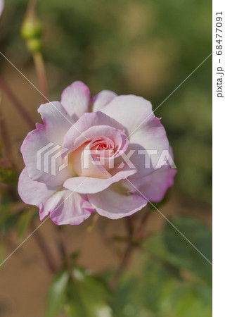 白バラ 白薔薇 バラ園 調布市の写真素材