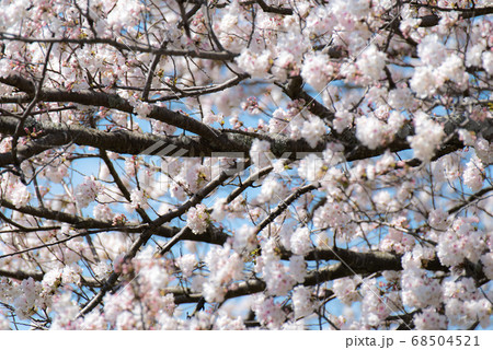 桜の幹 白い幹 美しい桜 ソメイヨシノの写真素材