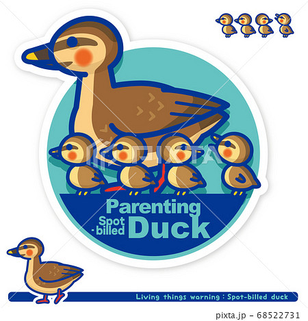 カルガモ親子のイラスト素材