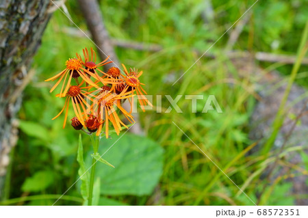 高山植物 花 コウリンカ 植物の写真素材