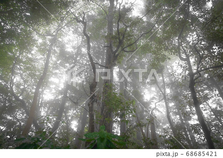 鬱蒼とした森の写真素材