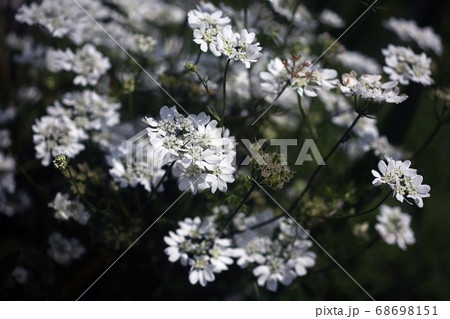 花 セリ科 数輪 植物の写真素材