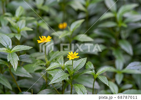 黄色い小さな花の写真素材