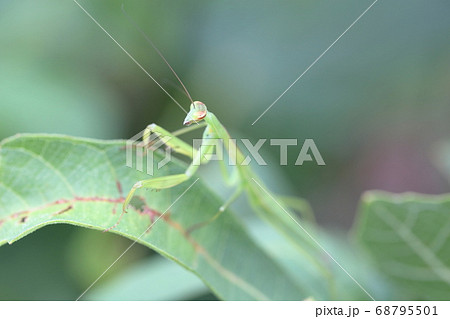 子供に人気の昆虫 カマキリ虫 イチジクの葉 の写真素材