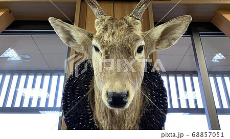剥製 鹿 工芸品 陸上動物の写真素材