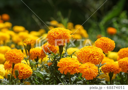 花 オレンジ色 花壇 キク科の写真素材 Pixta