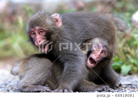 野生動物 猿 ニホンザル 喧嘩の写真素材