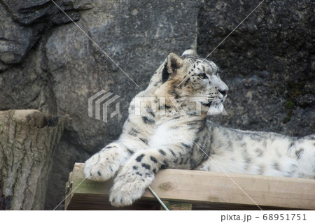 雪豹【希少本】 世界初？ユキヒョウの写真集「神の獣 ユキヒョウ」を発売 | 株式