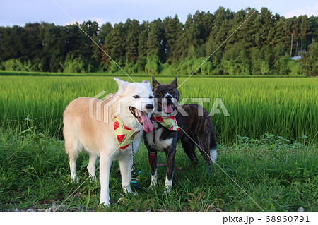 田舎 犬 雑種 柴犬の写真素材