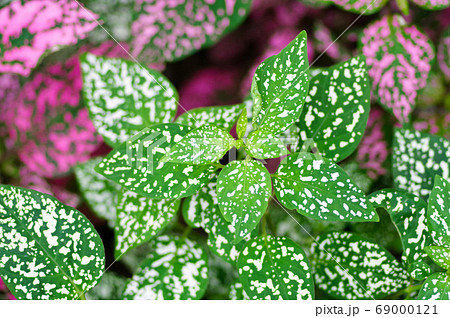 ヒポエステス 緑 ピンク 観葉植物の写真素材