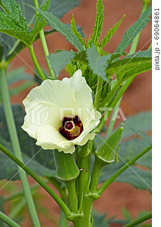 アフリカ原産 花の写真素材