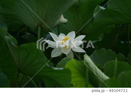白蓮 花の写真素材 白蓮 花の写真素材