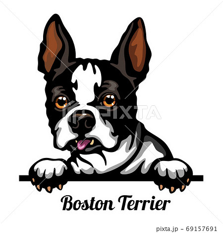 ボストンテリアのイラスト素材