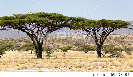 アフリカのソーセージツリー 熱帯植物の写真素材
