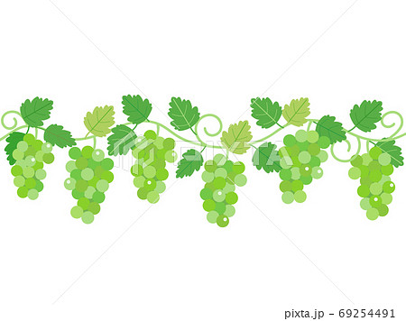 シャインマスカットのイラスト素材