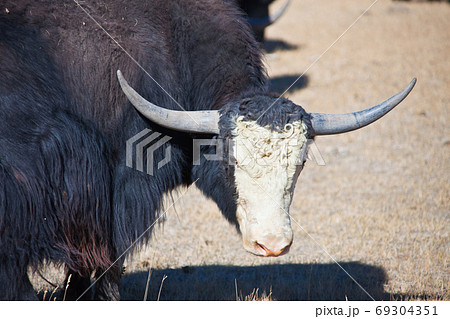 ヤク 動物 ウシ 牛の写真素材