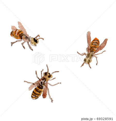 スズメバチ かわいいの写真素材