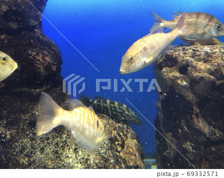 鳥羽水族館 水族館 魚 群れの写真素材